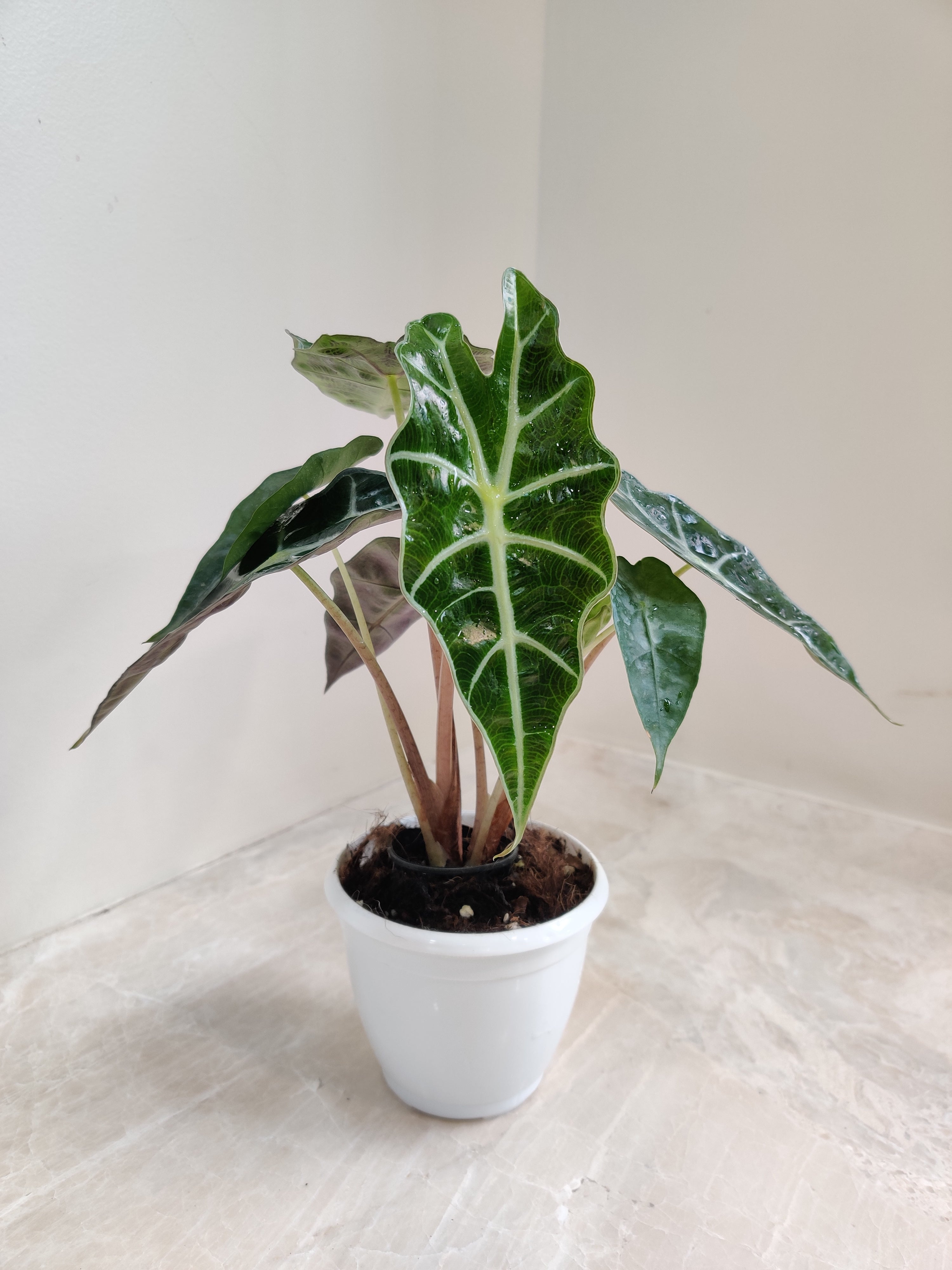 Buy Alocasia Polly Plant Online at the Lowest Price