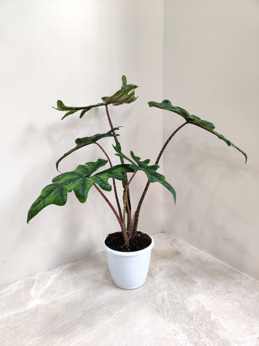Alocasia Jacklyn indoor plant with broad leaves