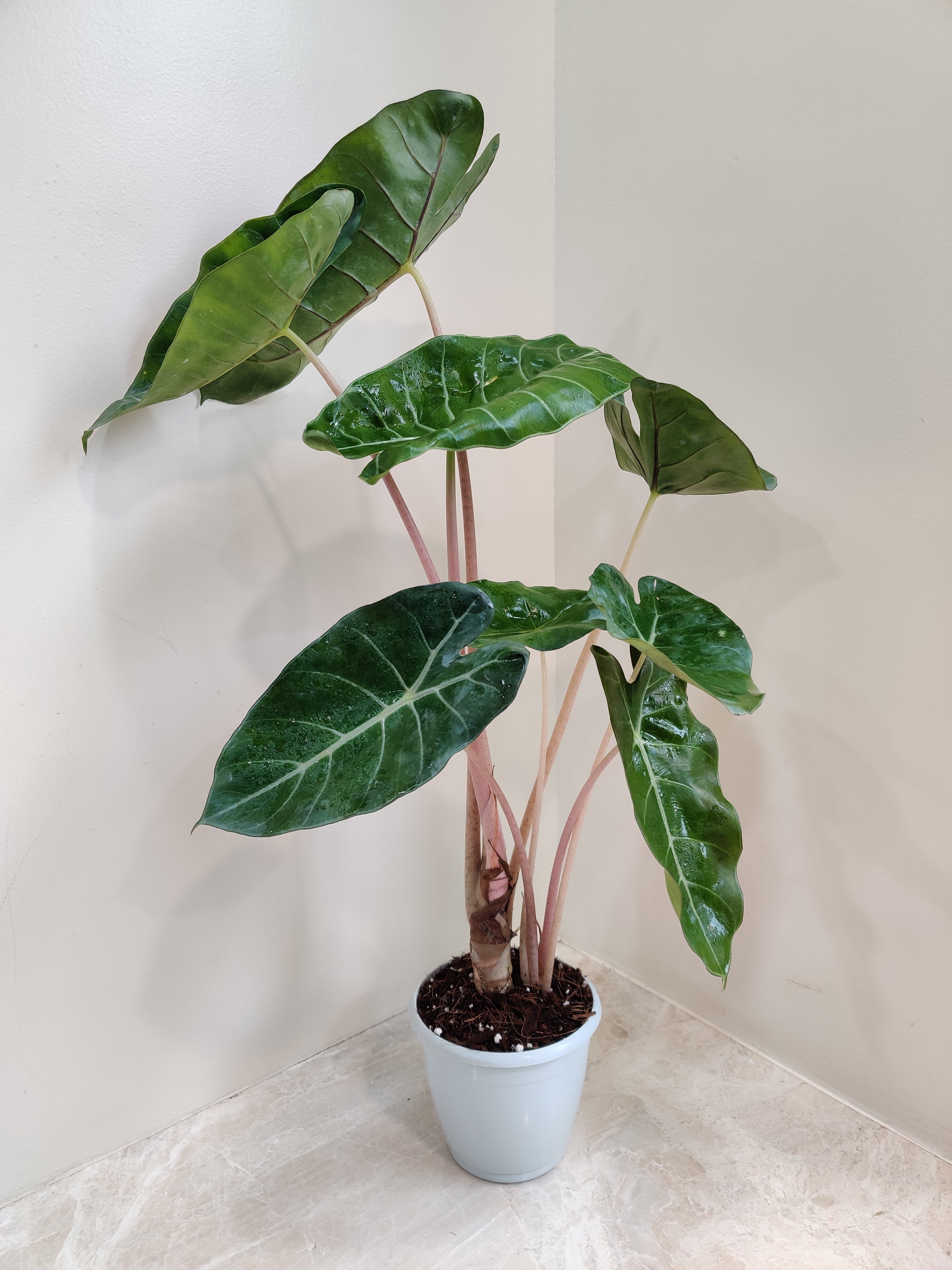 Alocasia Pink Dragon / アロカシア ピンクドラゴン⑧ Alocasia Pink Dragon / アロカシア ピンクドラゴン③ 【公式通販】