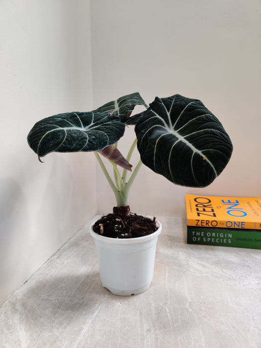Air-purifying qualities of Alocasia Black