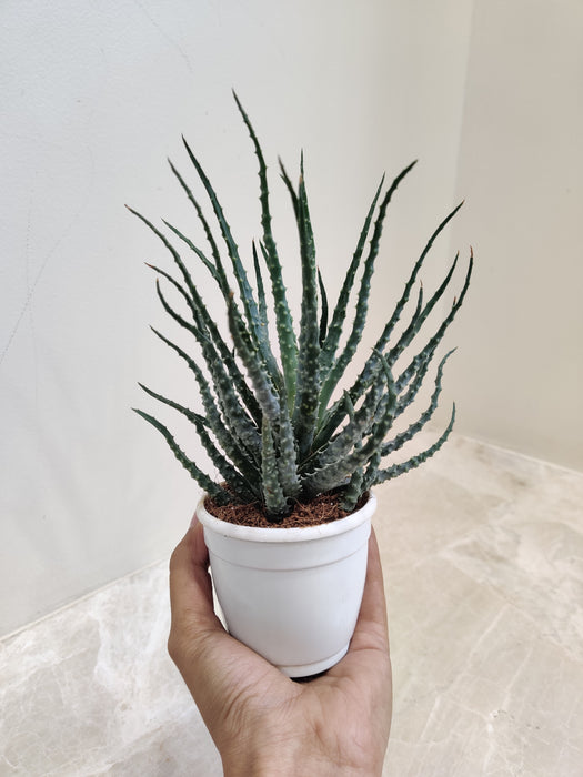 Aloe Humilis in white pot