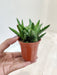 Tiger Tooth Aloe - Perfect for Compact Spaces Indoor Succulent