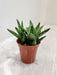 Aloe Juvenna Tiger Tooth in Small Terra Cotta Pot Indoor Succulent