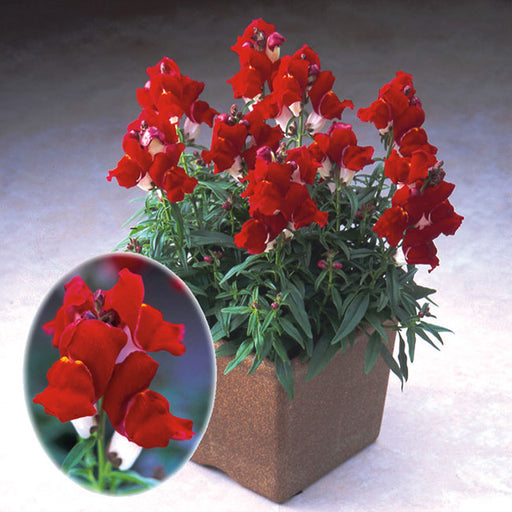 Antirrhinum Palette Red & White Flower Seeds