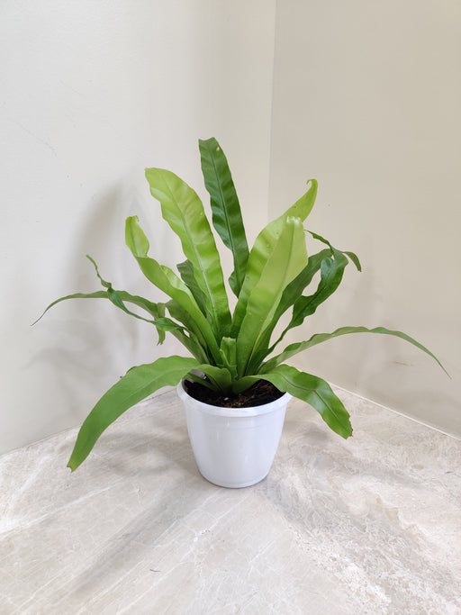 Lush green Asplenium antiquum indoor plant in white pot