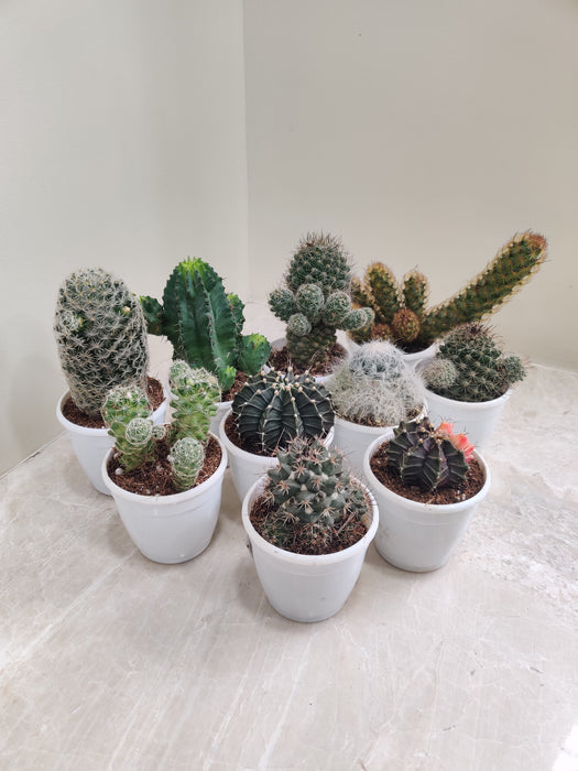 Mixed Collection of Indoor Cacti in Pots