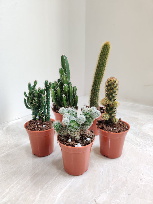 Variety of Small Cacti in Terracotta Pots