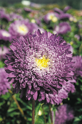 flower seeds in india Aster Benary's Princess Blue Flower Seeds