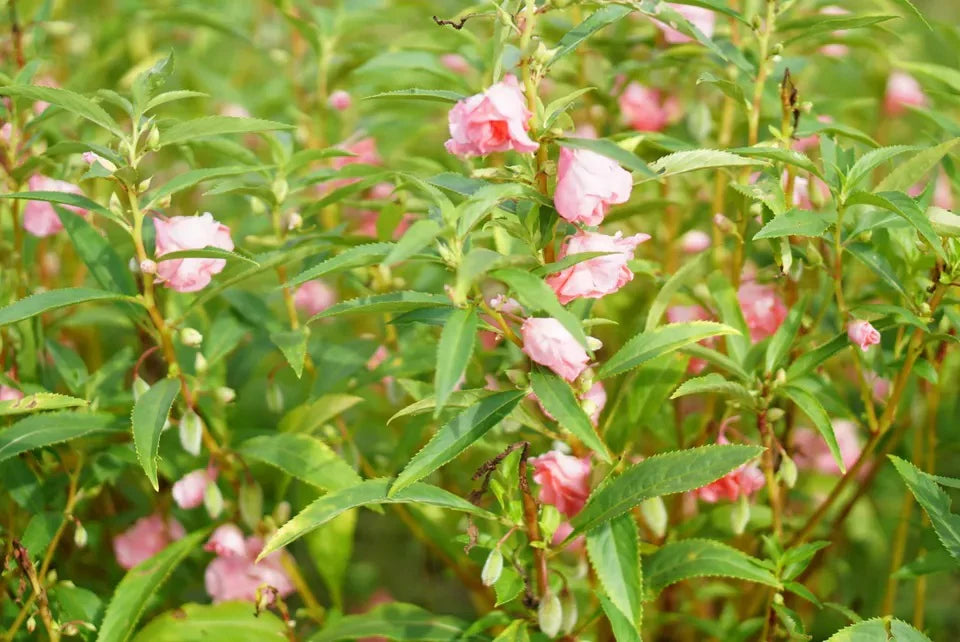 rose balsam seeds Balsam Tall Rose Flowered Mix Flower Seeds – ChhajedGarden.com