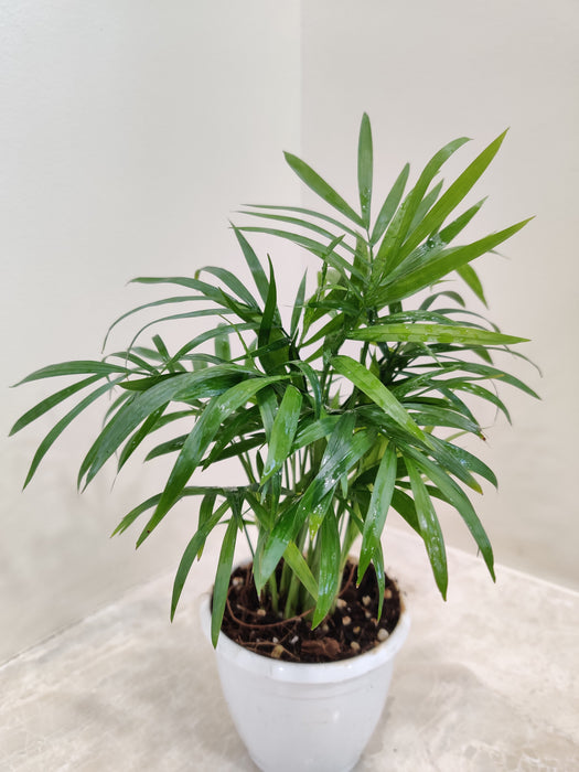 Small Bamboo Palm Home Decor Indoor Plant 