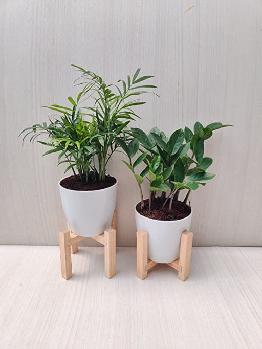 Natural air purifiers: Bamboo Palm and ZZ Plant combo