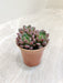 Small-Graptoveria-Bashful-Indoor-Plant-Online