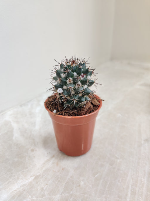 Mammillaria Erythra cactus in a 5.5 cm pot