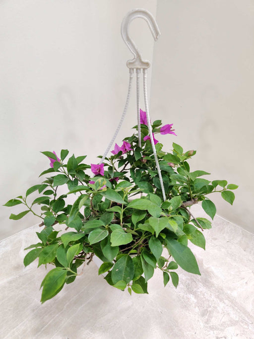 Pink Bougainvillea flowers in a white hanging pot