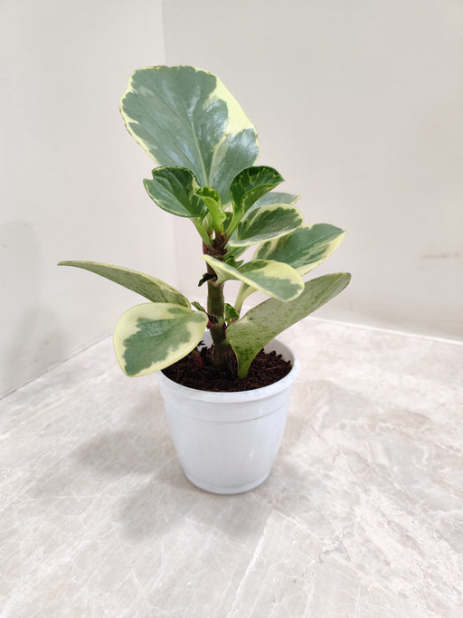 Variegated Peperomia Obtusifolia in 7cm Pot