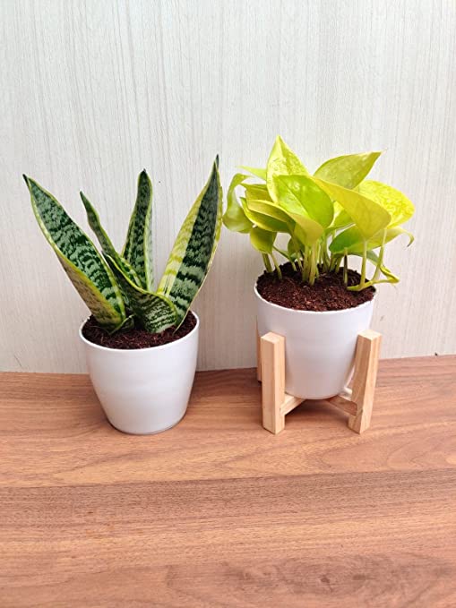 money plant air purification Air Purifying Plant Sets for Snake Plant & Money Plant with Plastic Pots