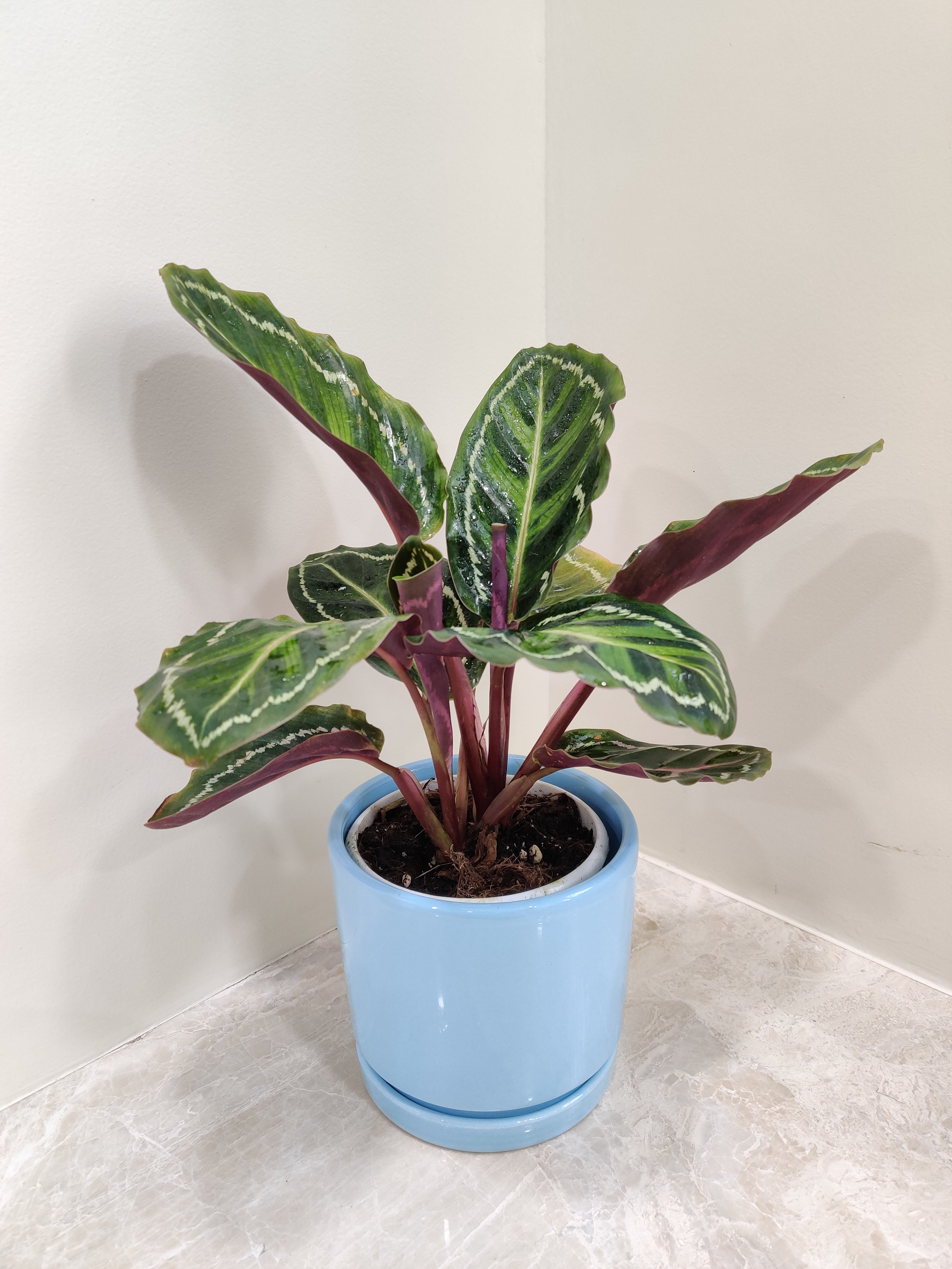 Elegant Calathea Medallion Plant For Corporate Gift