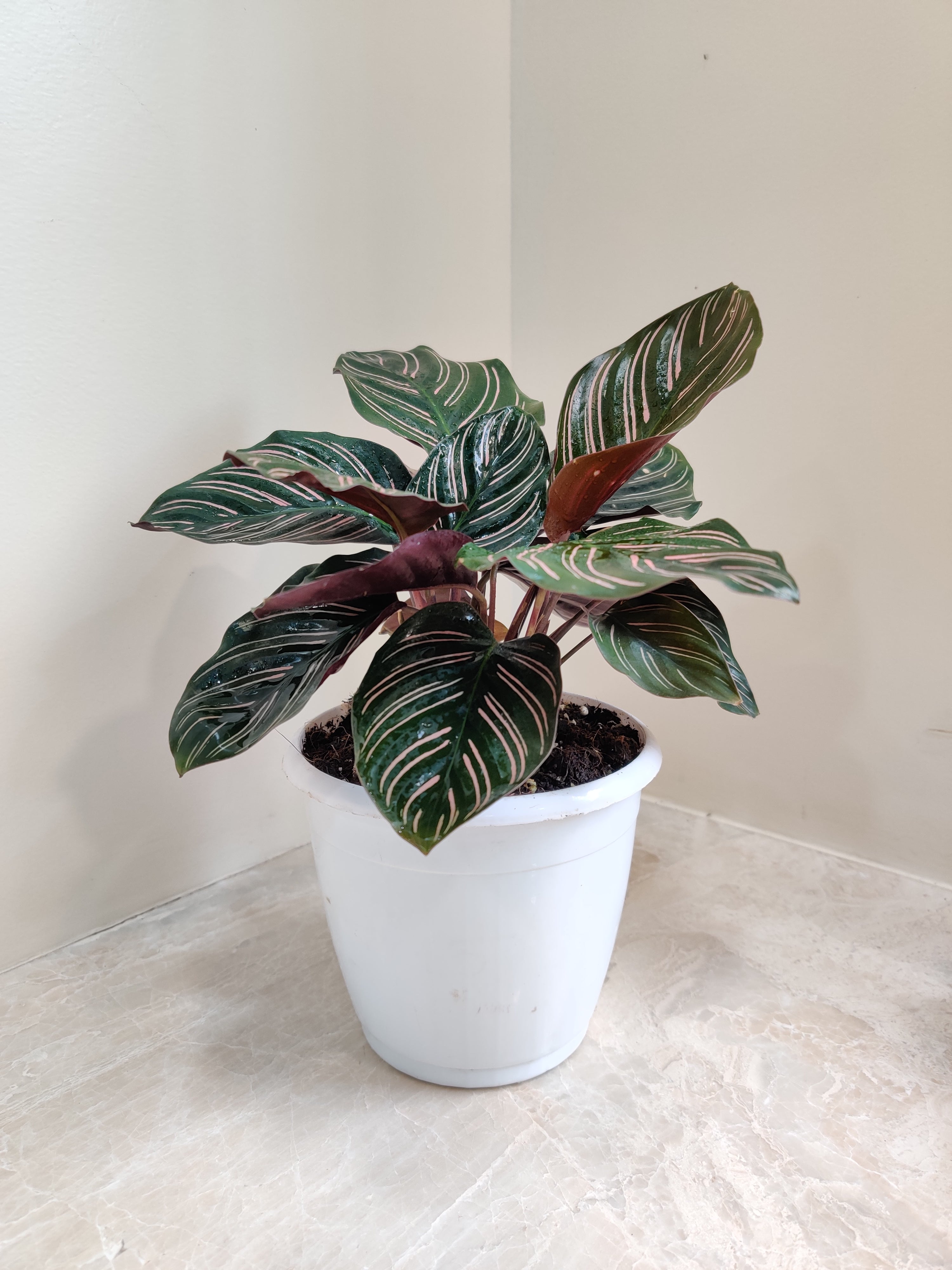 calathea ornata indoor plant Calathea ornata pinstripe, Calathea ornata (Pink stripes) - Plant