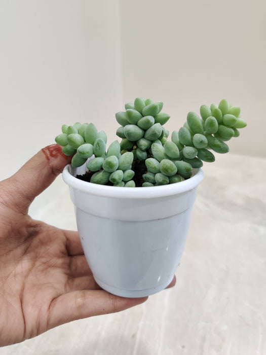 Cascading-Donkeys-Tail-Indoor-Succulent