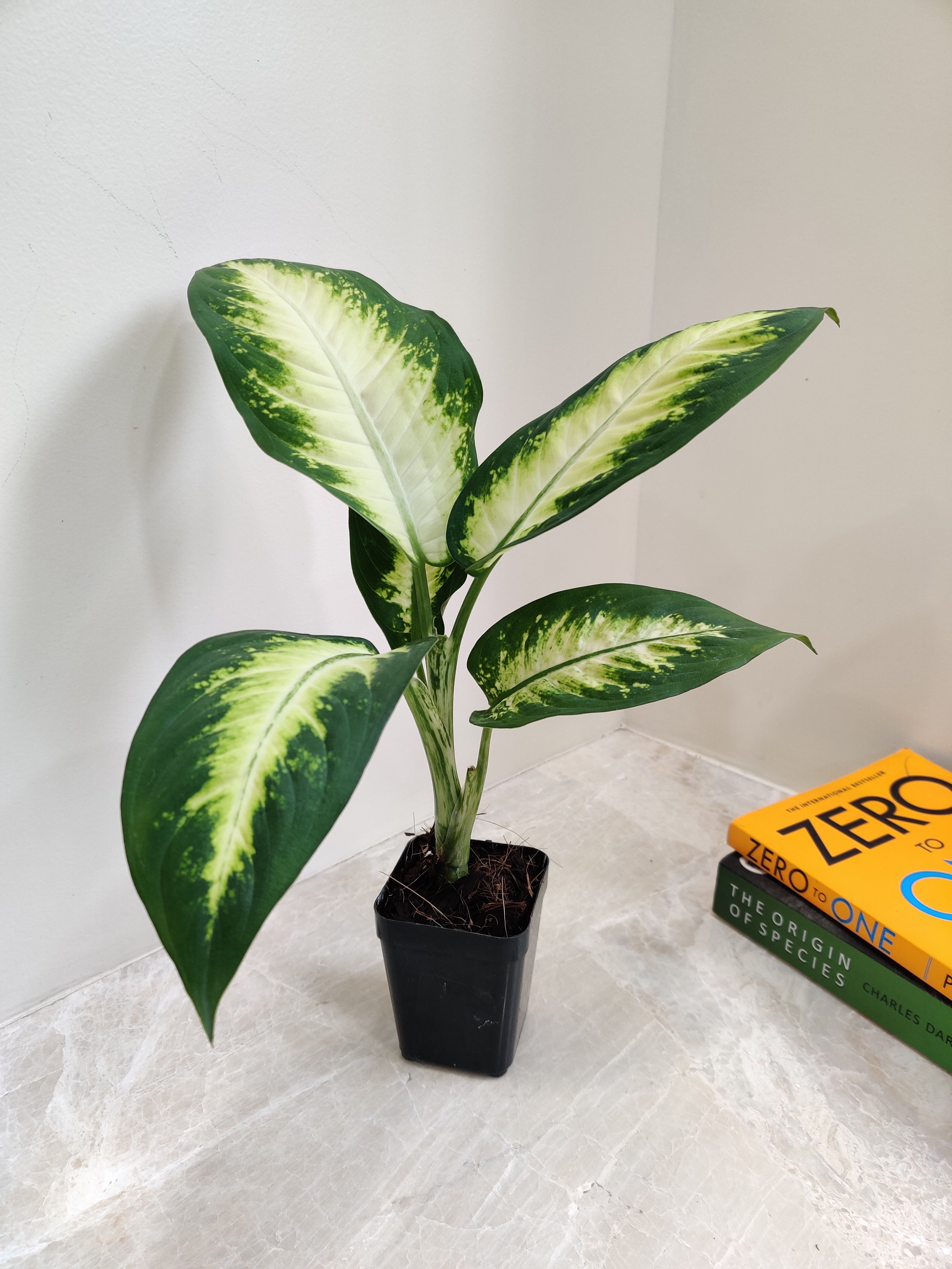 giant jade plant for sale ASSORTED JADE 4in