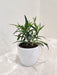 Indoor Hoya Longifolia plant perfect for Indian homes.