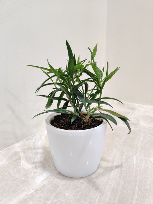 Hoya Longifolia plant in premium white hanging pot for Indian gardens.