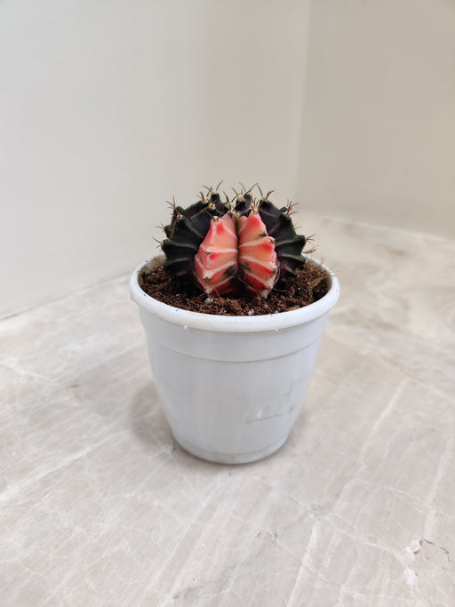 Unique Variegated Star Cactus Plant