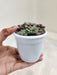 Sedum-Commixtum-in-Decorative-Pot-Indoor-Succulent