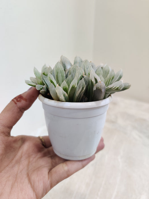 Haworthiopsis-Cooperi-Silver-Swirls-Indoor-Plant