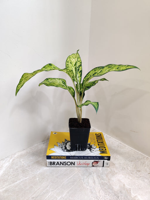 Compact Dieffenbachia Plant for Indoor Decoration