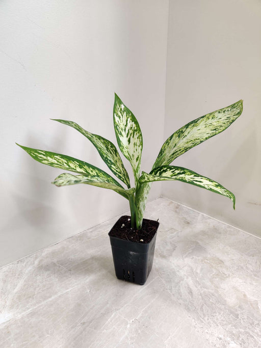 Dieffenbachia Vesuvius with variegated leaves in a small pot