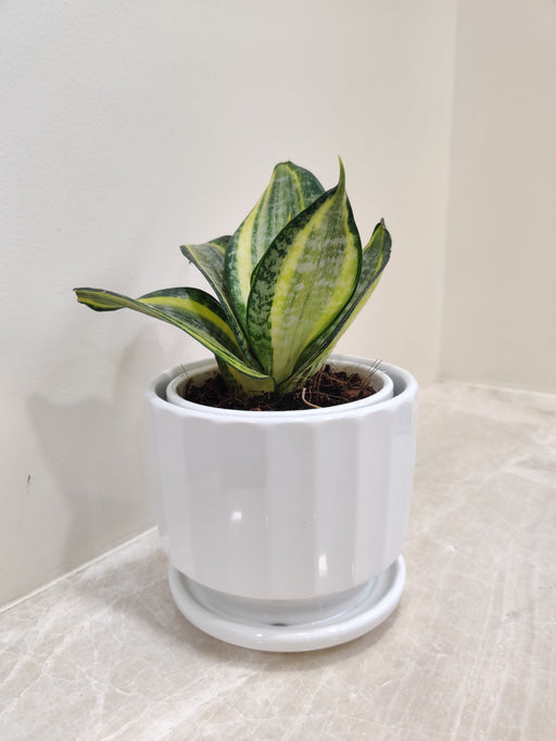 Compact Snake Plant in White Pot for Corporate Gifting