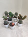 Pack of Unique Cactus Ensemble for Plant Lovers