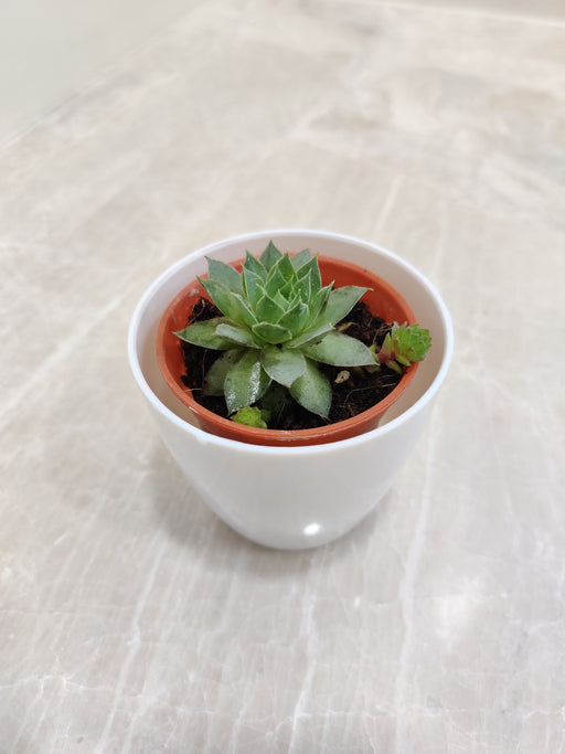 Succulent plant perfect for office spaces and corporate gifts