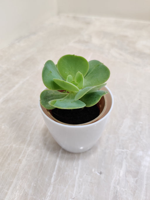 Eco-Friendly Succulent Corporate Gift