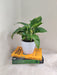 Indoor Air Purifying Green Money Plant