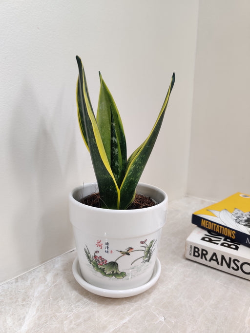 Air-Purifying Snake Plant for Office Environment