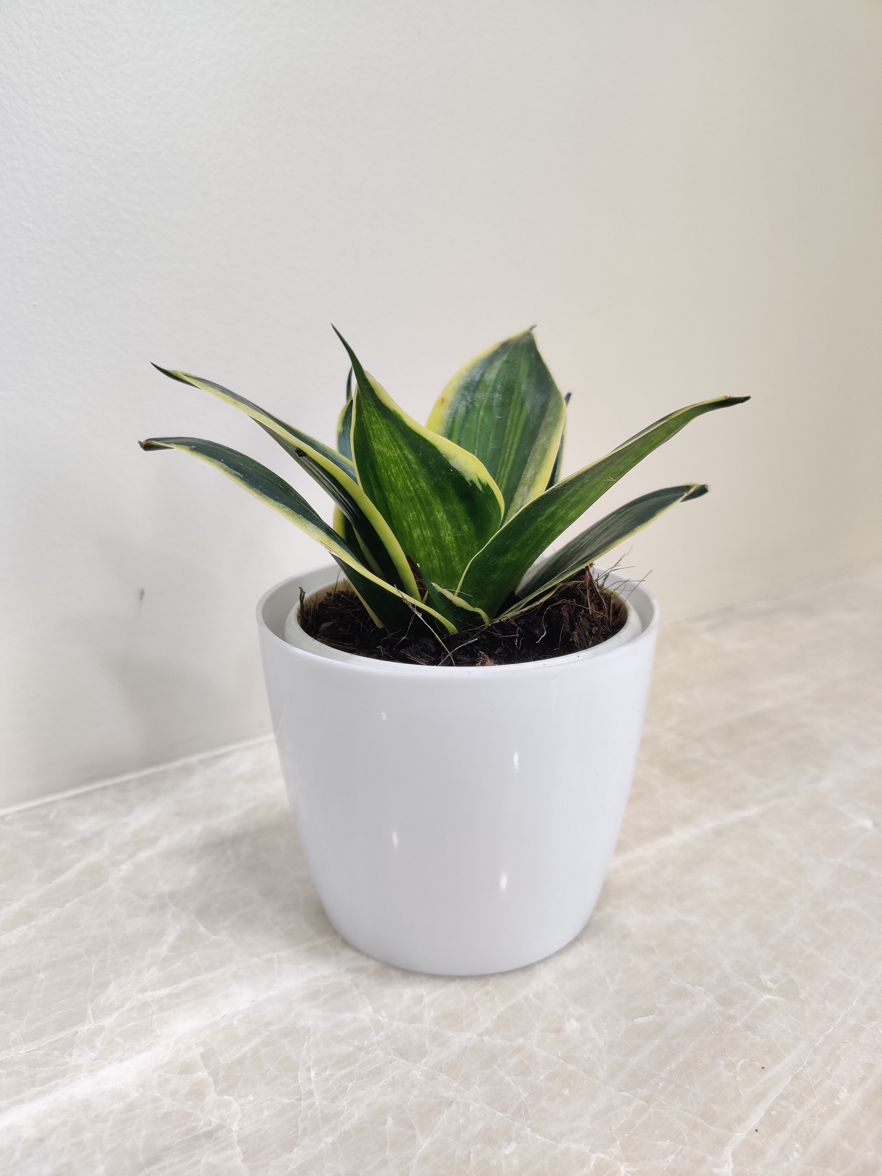 Buy Snake Plant for Corporate Gifting Enhance Office Air Quality