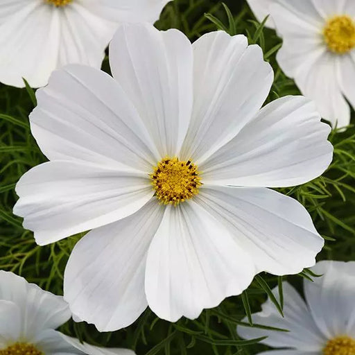 Cosmos Sonata White Flower Seeds