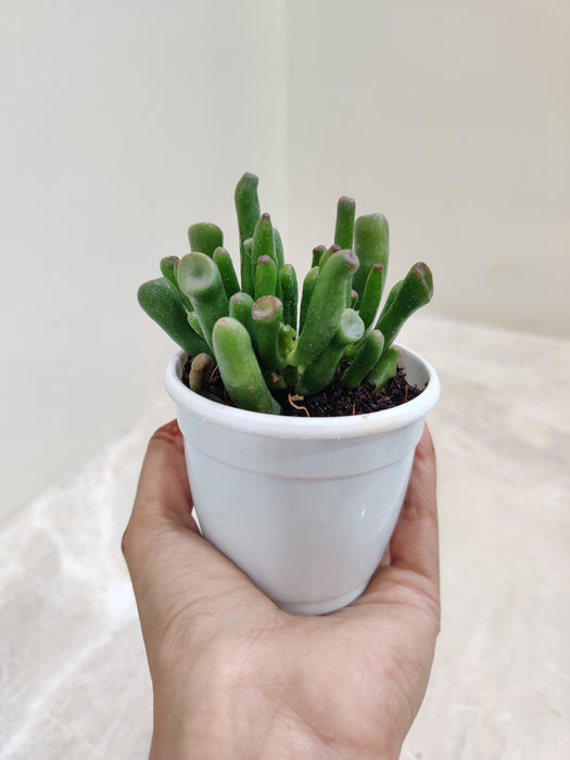 Unique-Jade-Indoor-Succulent-Plant