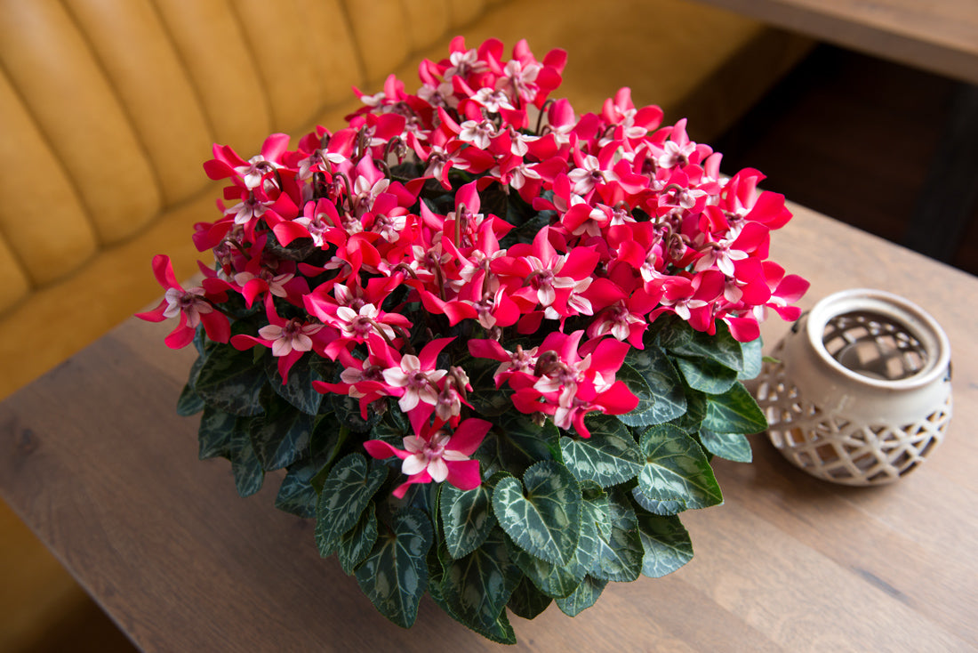 cyclamen-f1-djix-wine-red-flower-seeds-chhajedgarden