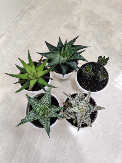 Variety of Small Aloe Indoor Succulent Plants