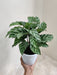 Easy-care indoor plant Calathea 'Freddie' with lush foliage