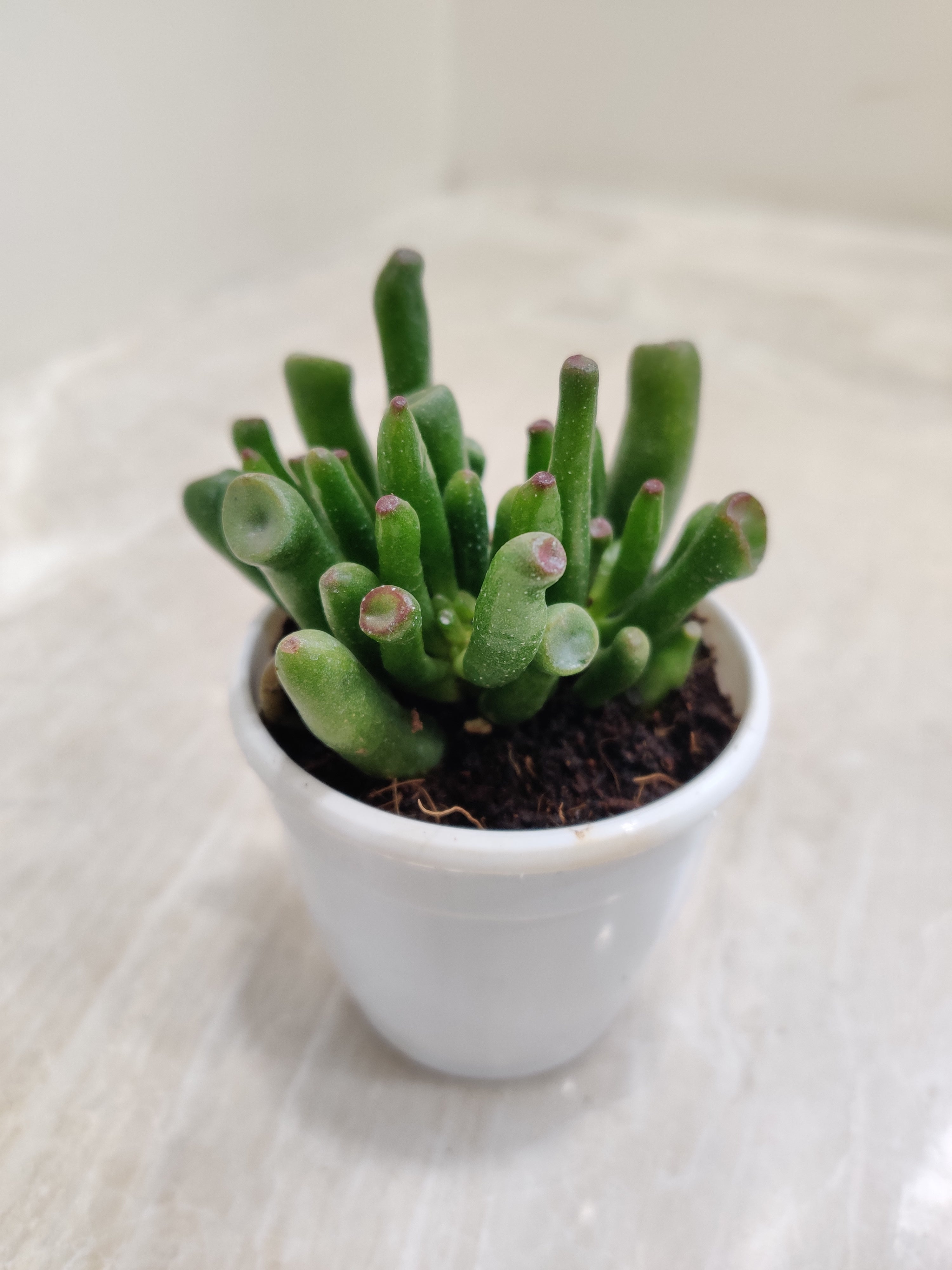 gollum jade succulents Crassula Ovata 'Gollum' Jade Succulent Plant