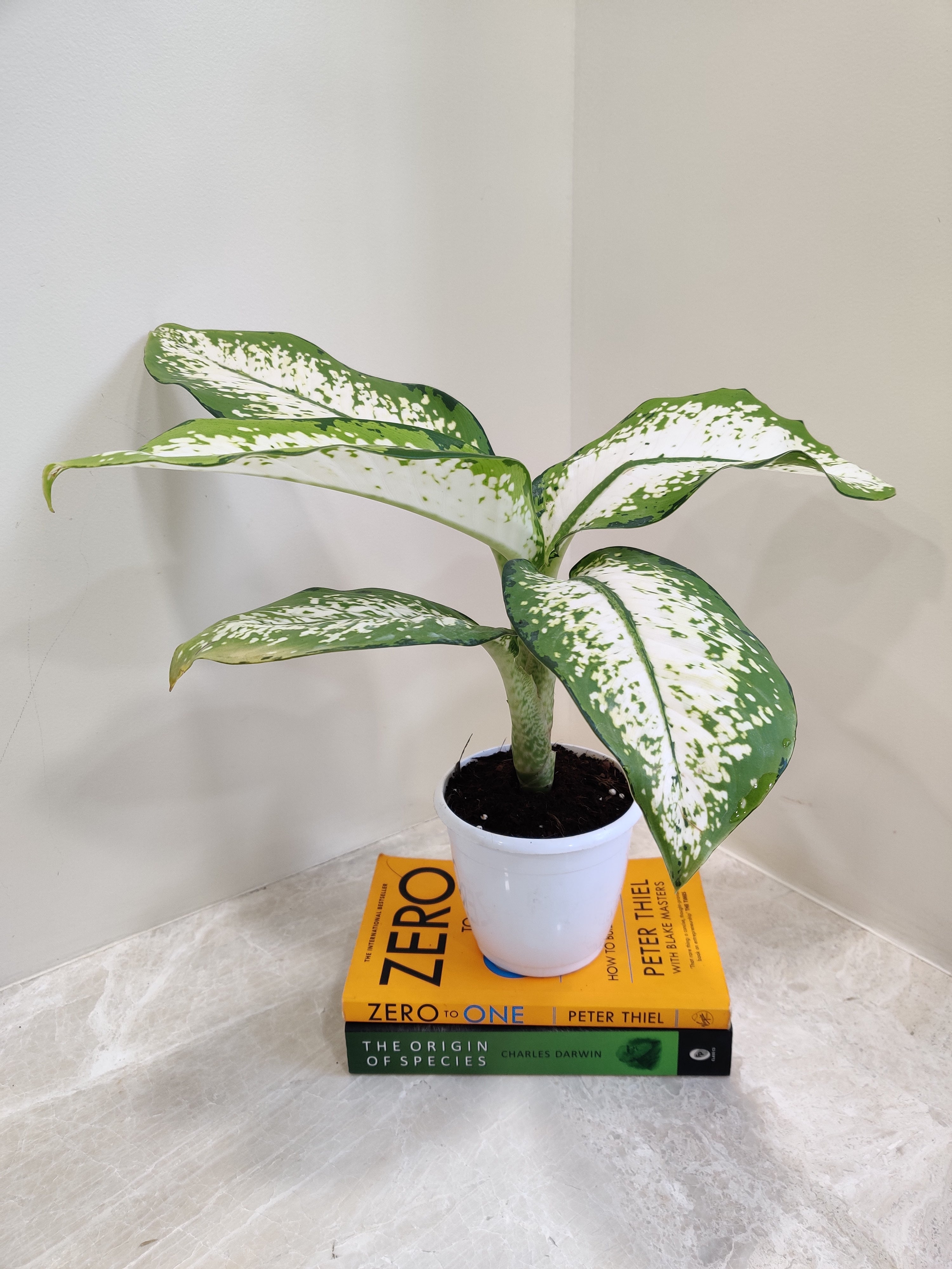 Dieffenbachia 'Delilah' Plant Indoor Greenery 12cm Pot