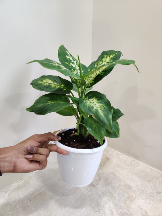 Dieffenbachia Sublime Indoor Plant with Green Leaves