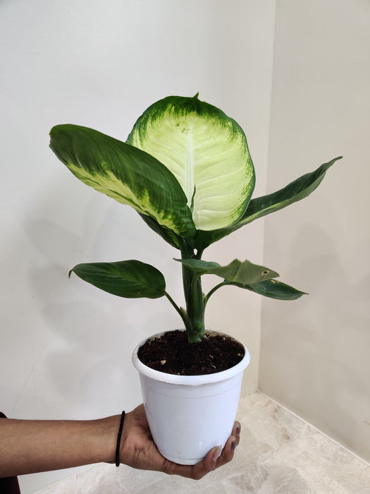 Lush Green Dieffenbachia Tropic Mary Plant