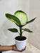 Lush Green Dieffenbachia Tropic Mary Plant