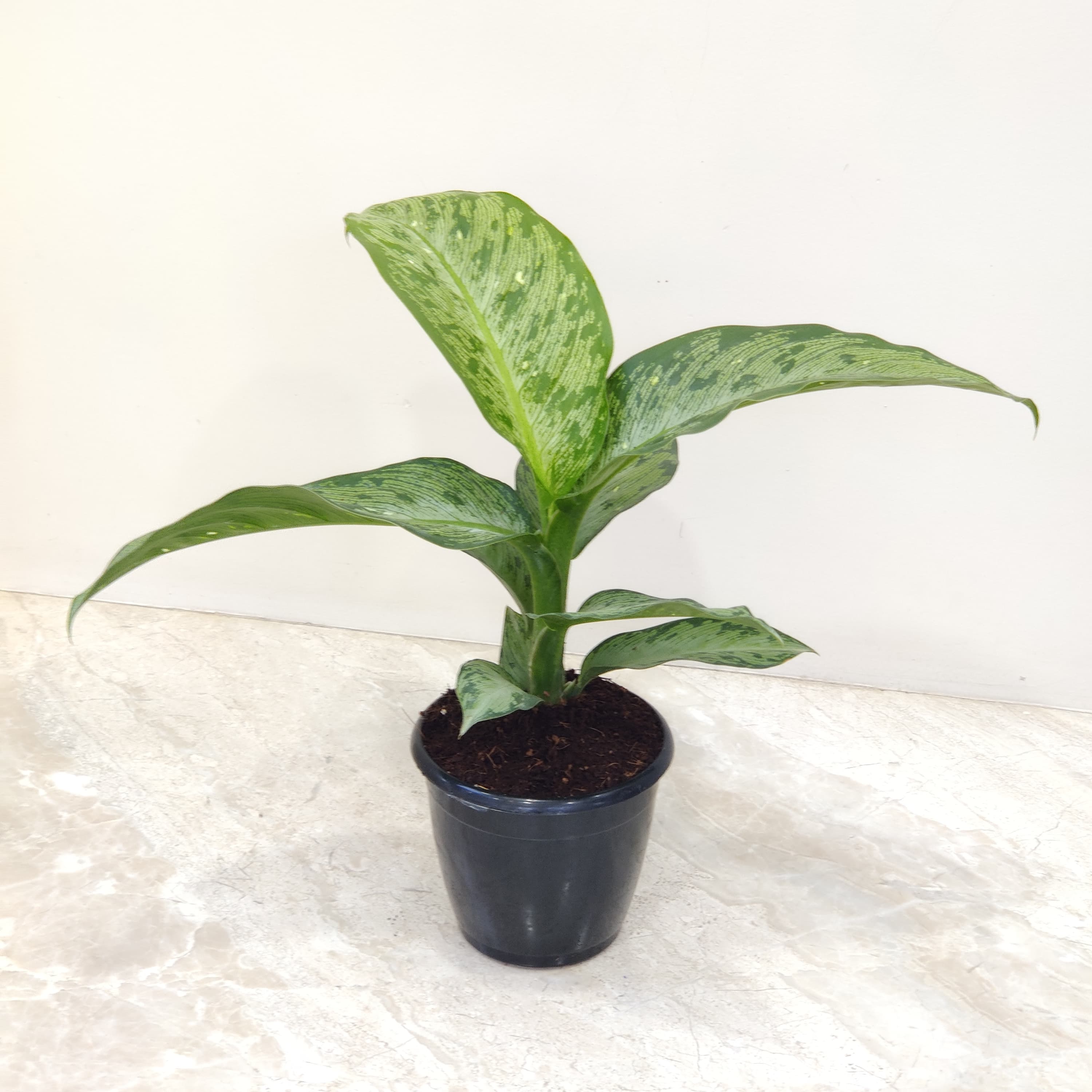 Buy Dieffenbachia Americano Plant – ChhajedGarden.com