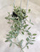Dischidia-Ruscifolia-Variegata-Decor